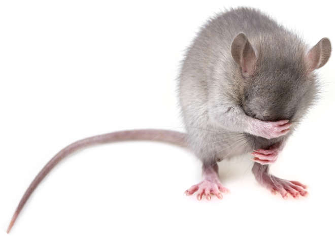 Maus mag nicht Versuchsmaus